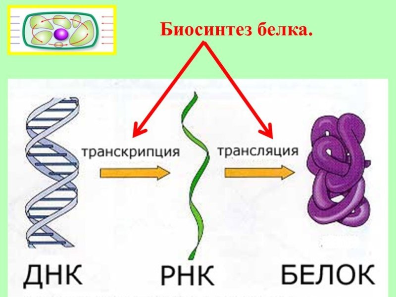 Транскрипция биология