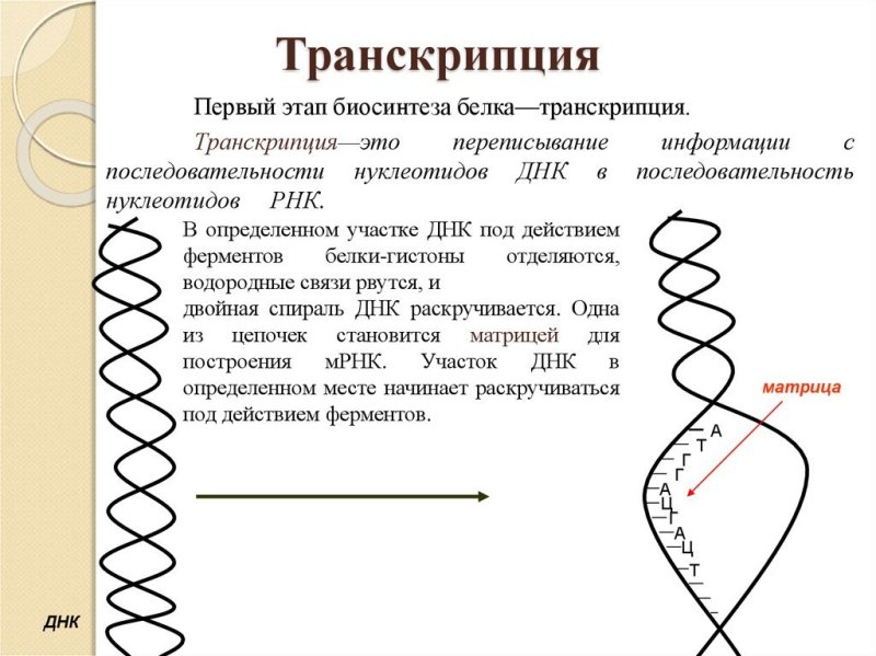 Процесс транскрипции в биологии