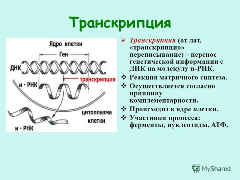 Процесс транскрипции происходит
