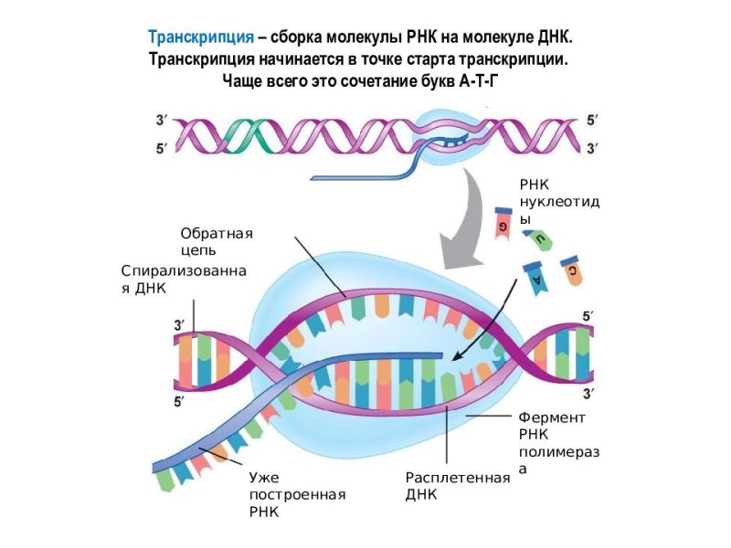Транскрипция РНК схема
