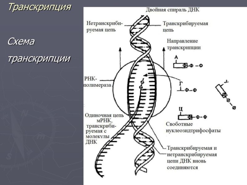 Транскрипция биология