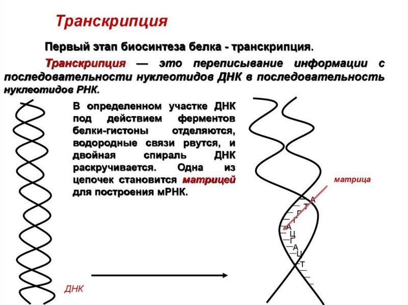 Транскрипция белка