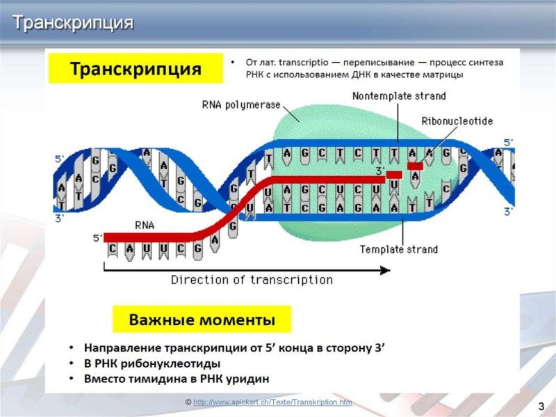Схема механизма транскрипции