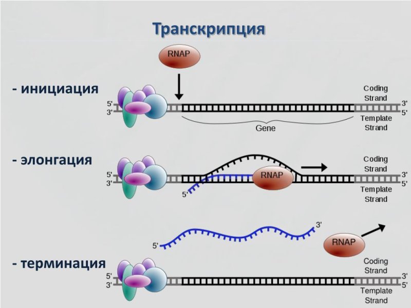 Этапы синтеза белка элонгация инициация