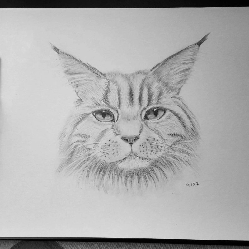 Мейн кун рисунок карандашом