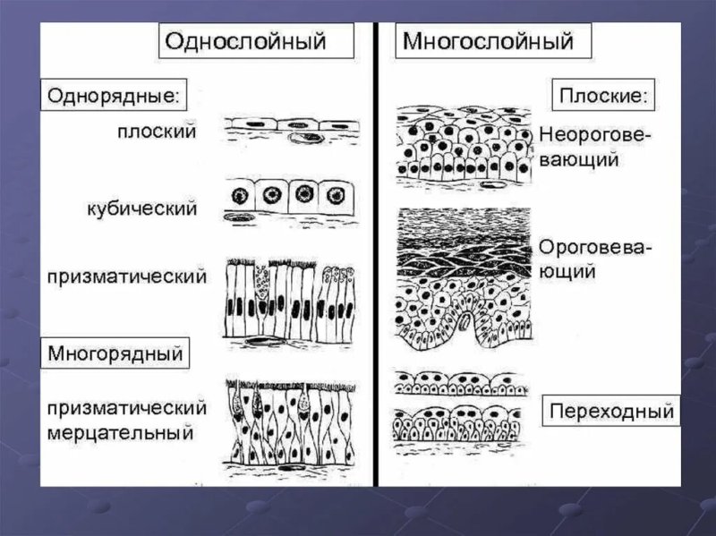 Многослойный плоский эпителий Тип ткани