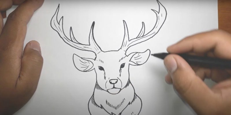 рисунки оленя для срисовки