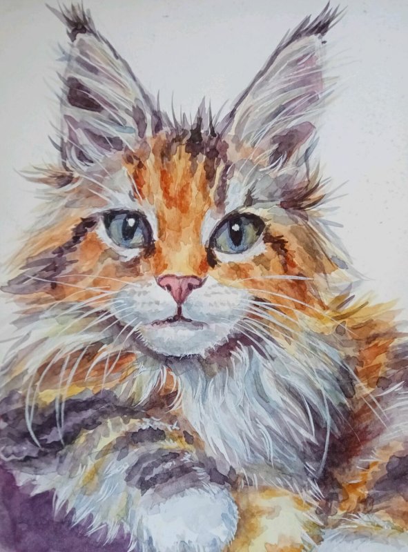 Рисунок Мейн куна карандашом
