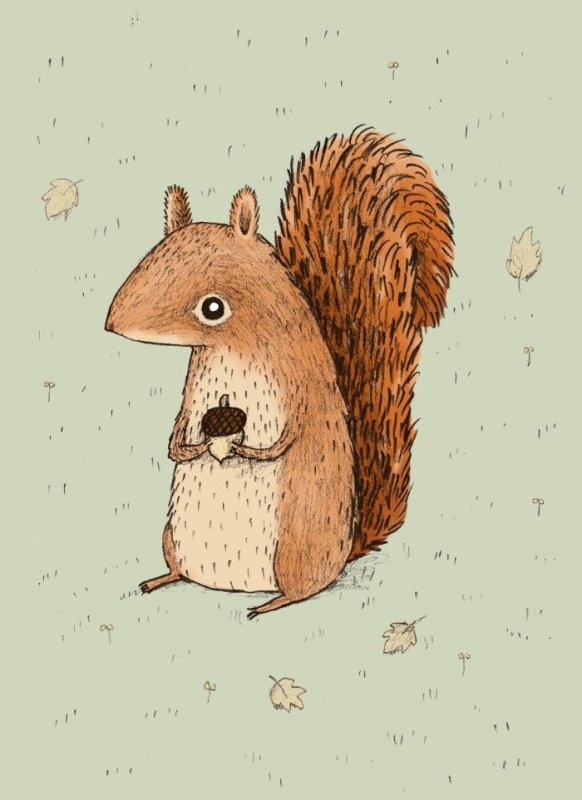 Белка рисунок