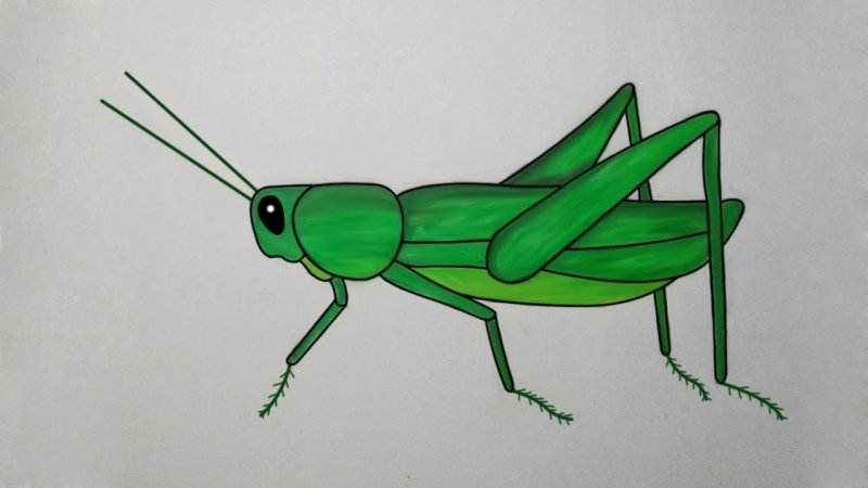 Кузнечик рисунок для детей