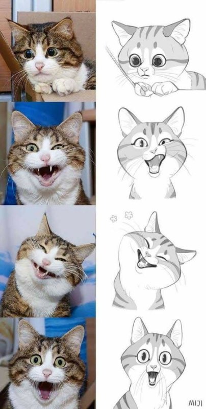 Смешные морды кошек