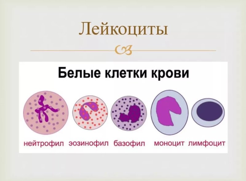 Строение разных видов лейкоцитов