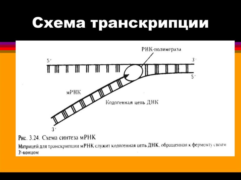Транскрипция ДНК