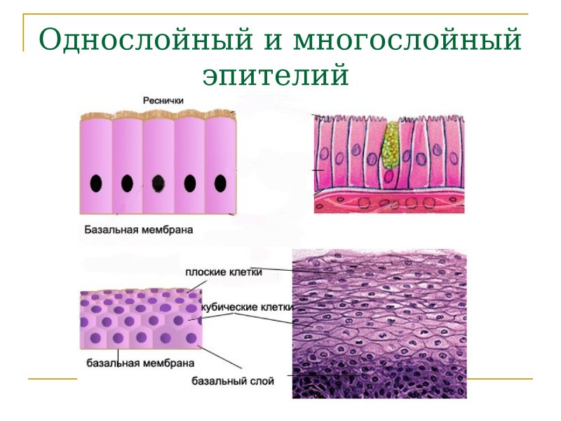 Многослойный цилиндрический эпителий функции