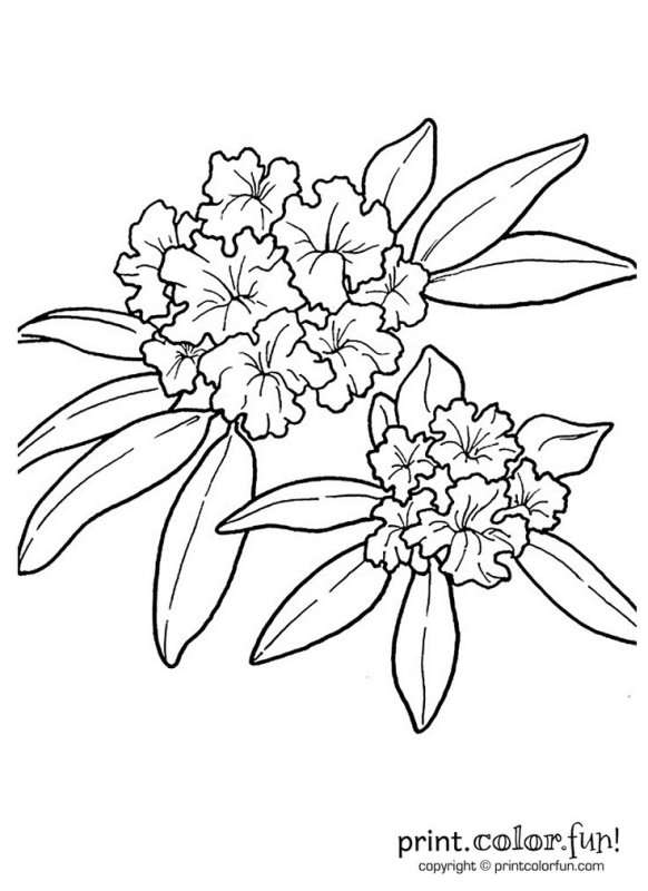 Рододендрон раскраска