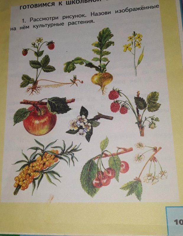 Культурное растение рисунок