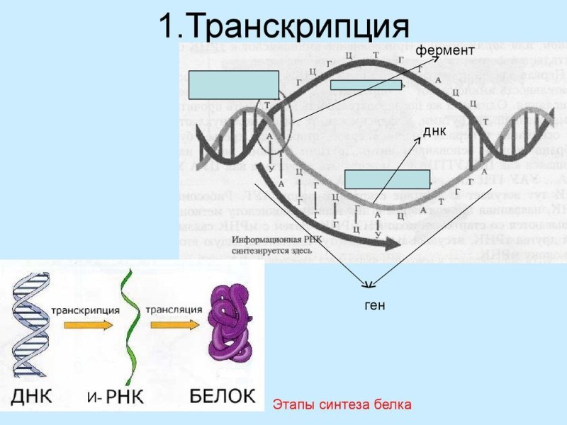 Транскрипция биология схема