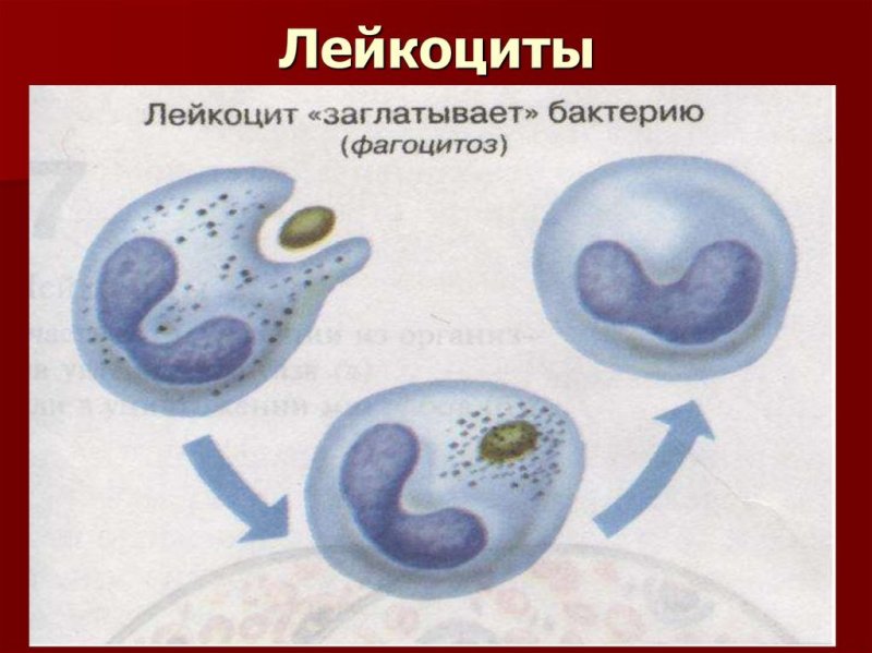 Строение лейкоцитов человека