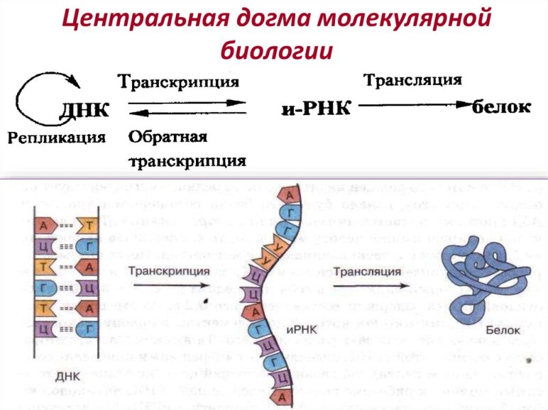 Схема процесса транскрипции
