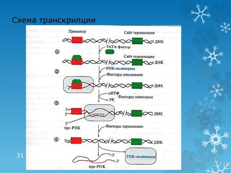 Схема процесса транскрипции