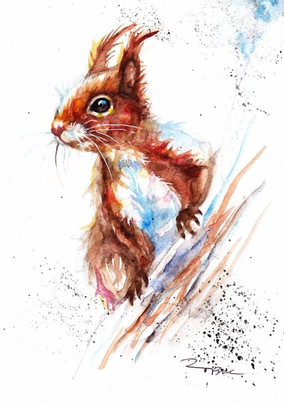 белочка акварель