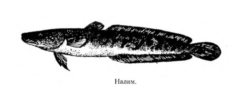 Налим раскраска