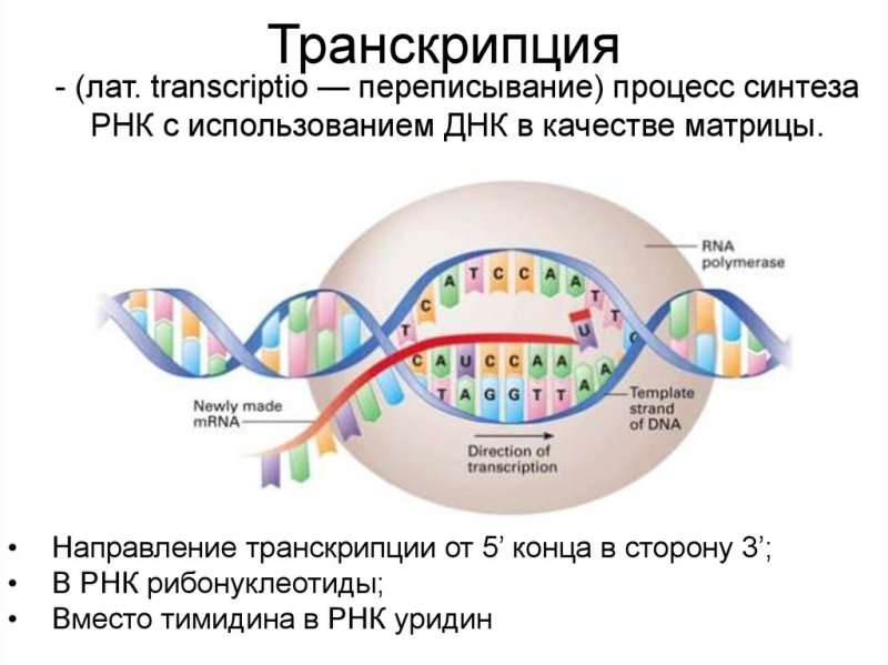 Транскрипция ДНК В РНК процесс