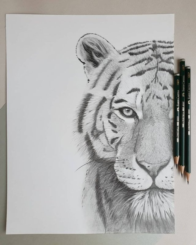 рисунок тигра карандашом
