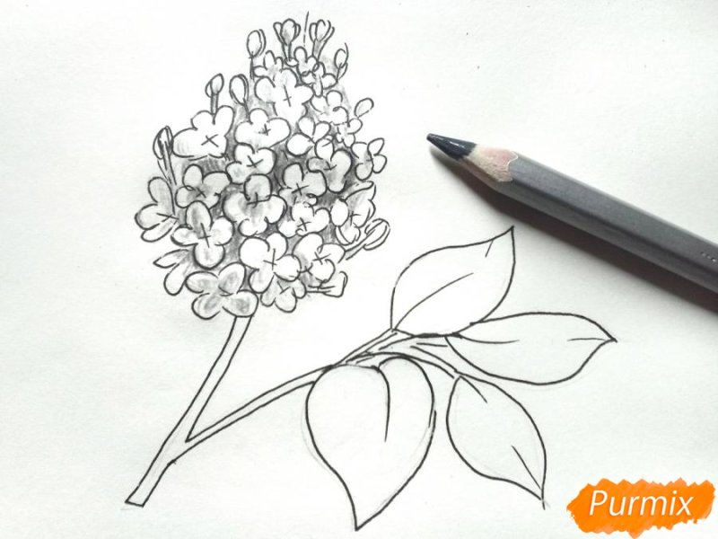Рисунок сирени для срисовки