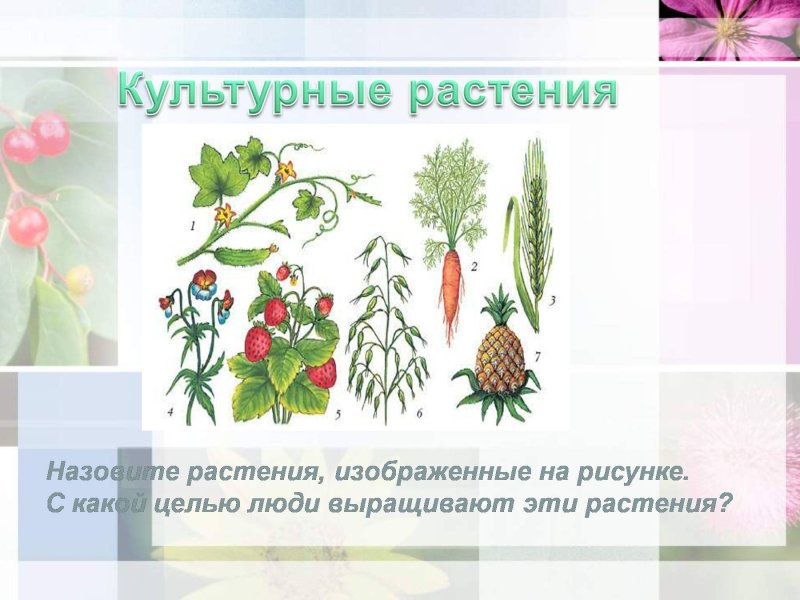 Культурные растения