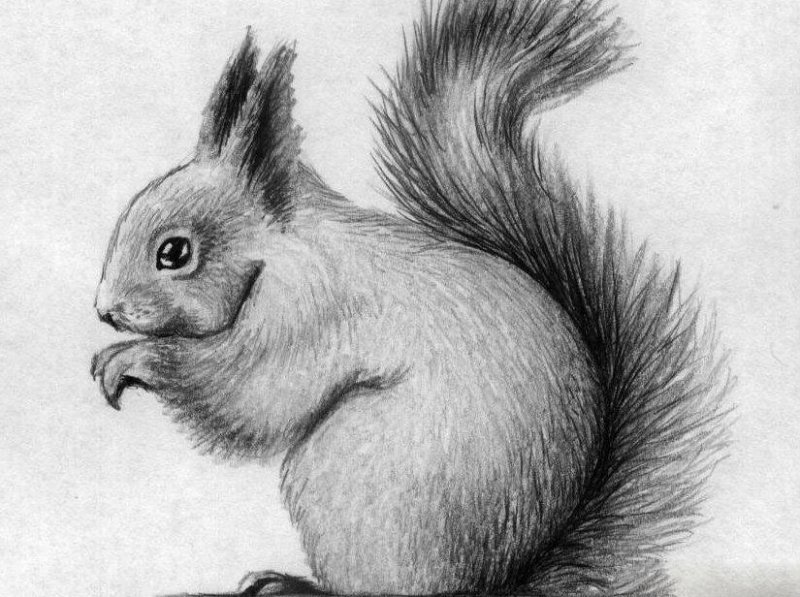 Рисунок белки карандашом