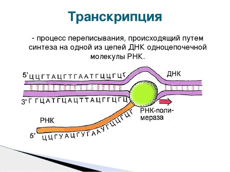 Процесс транскрипции в биологии