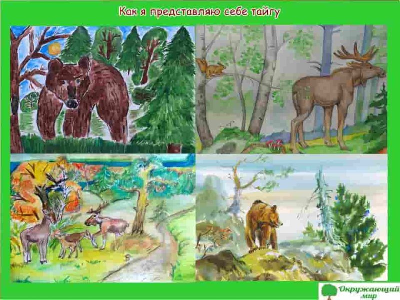 Тайга смешанный лес широколиственный лес