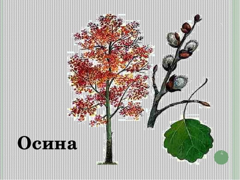 Осина рисунок для детей