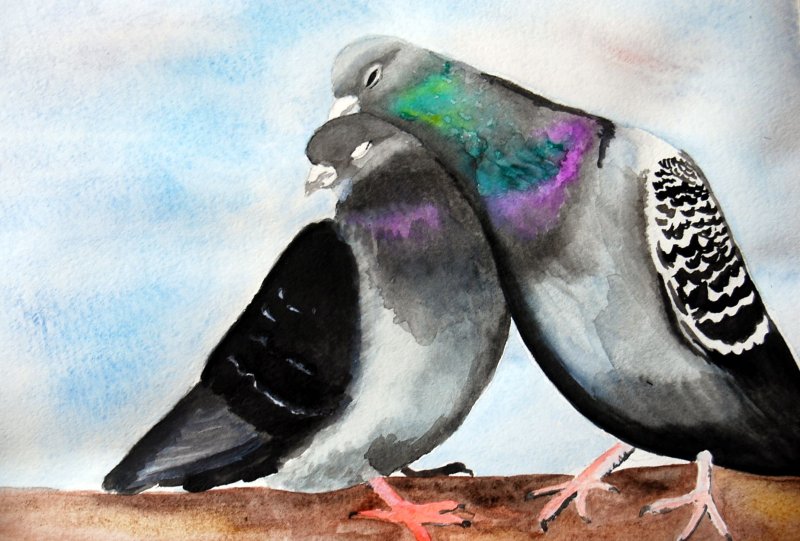 Голубь рисунок