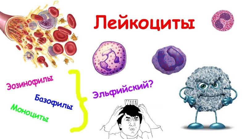 Клетки крови ЕГЭ биология