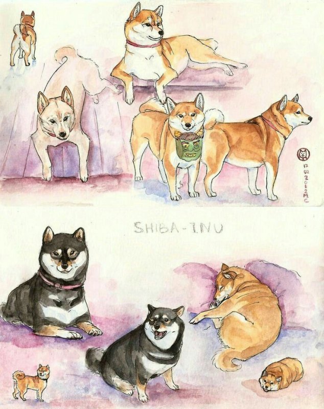 Сиба-ину для рисования