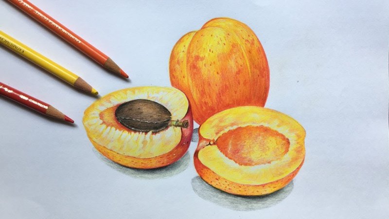Абрикос рисунок