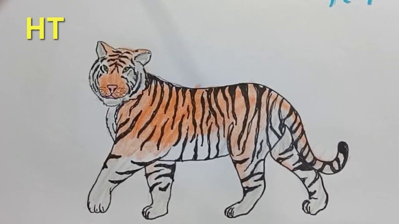 Тигр для рисования