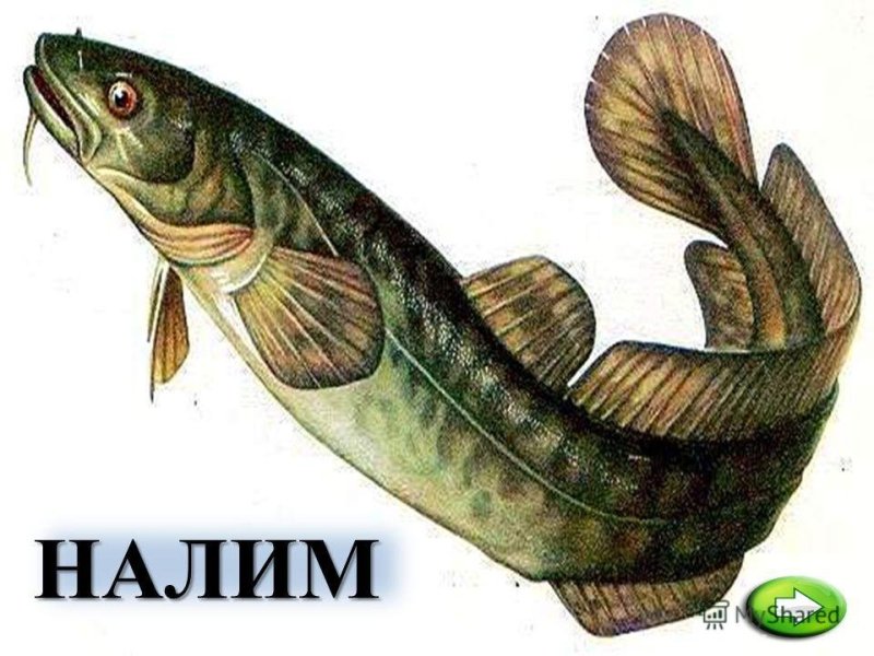 Фотография рыбы налим