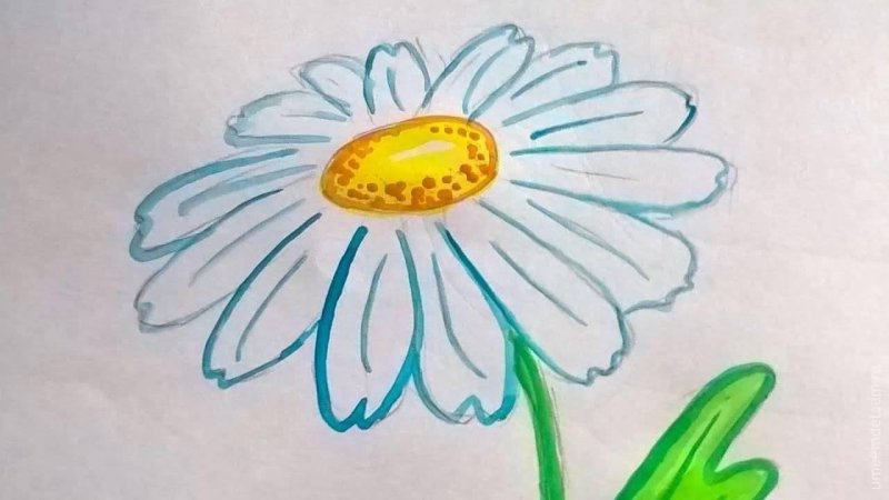 Ромашка рисунок карандашом