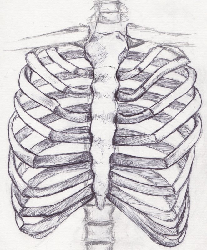 EXTREMITAS anterior ребра