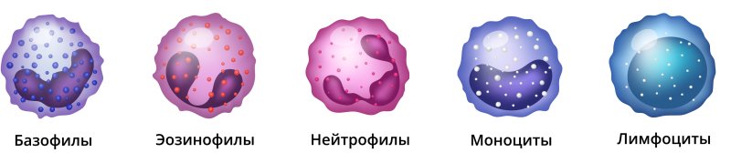 Фагоцитоз лейкоцитов