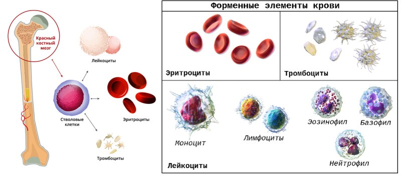 Форменные элементы крови под микроскопом