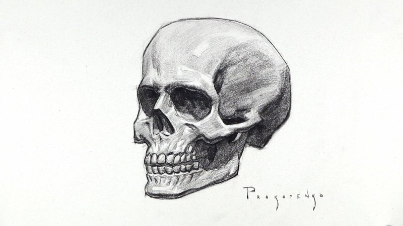Череп рисунок карандашом