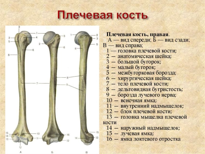 Плечевая кость вид спереди и сзади