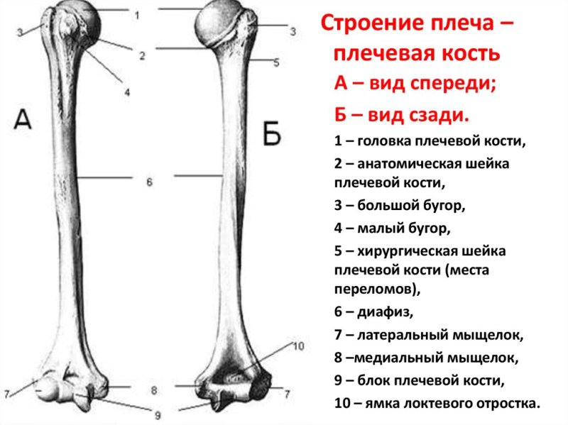 Плечевая кость анатомия человека описание