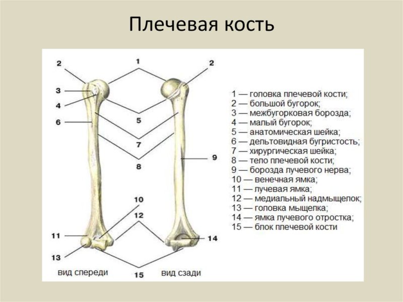Плечевая кость строение на латыни