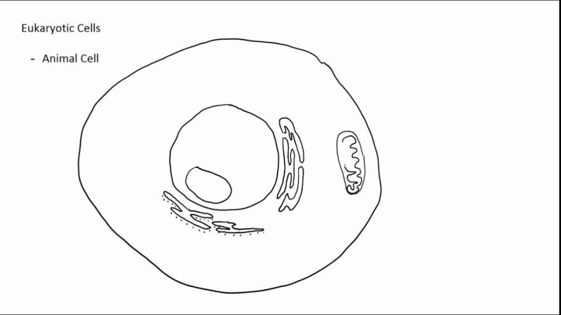 Строение клетки рисунок карандашом