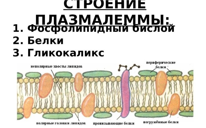 Мембрана строение плазмолемма